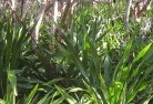 Mount Lloydorganic-gardening-18.jpg; ?>